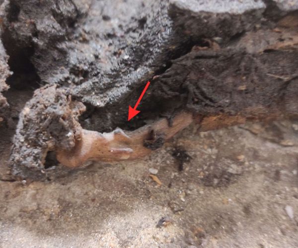 IMG_20260219_213646_bal_kulcscsont_KK